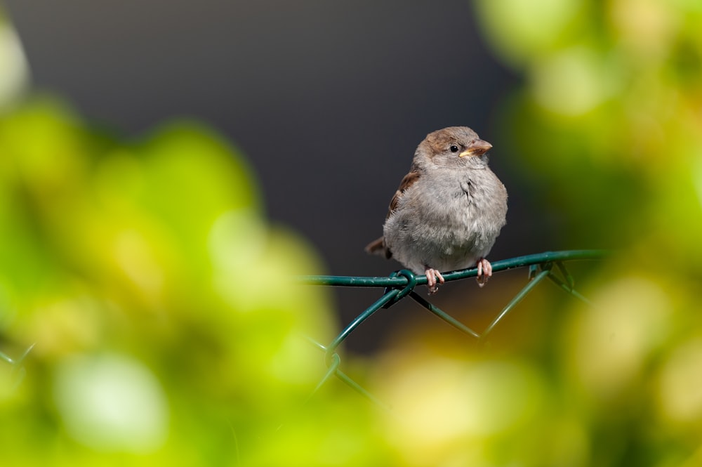 a small bird sitting on top of a green branch