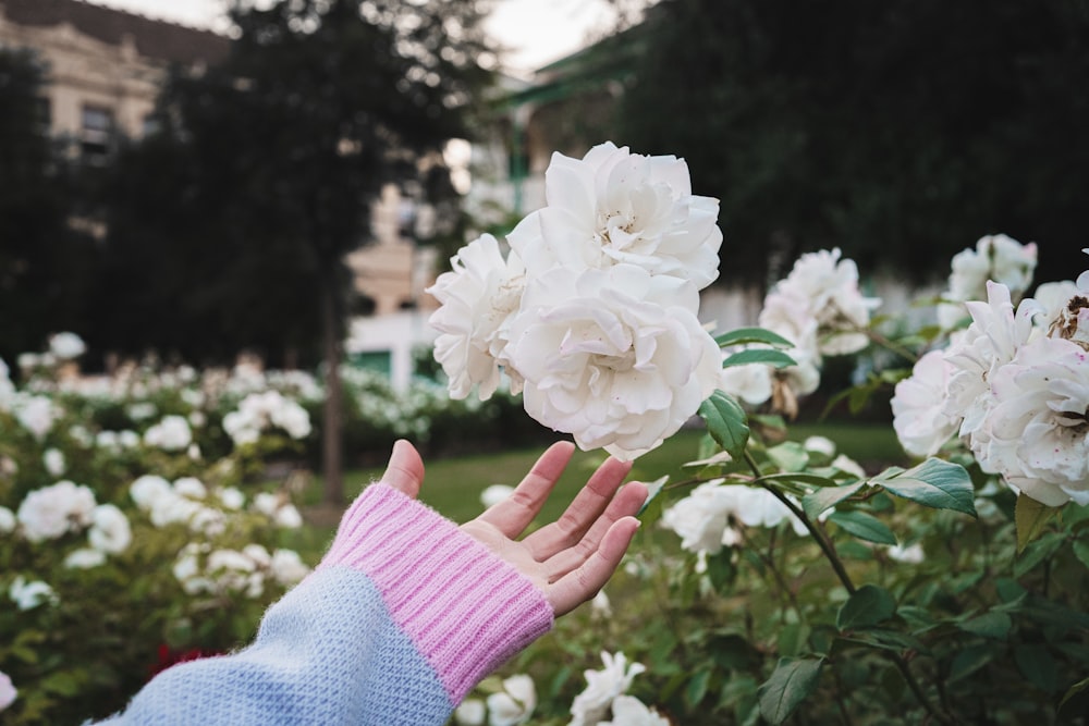 a hand holding a white flower in a garden