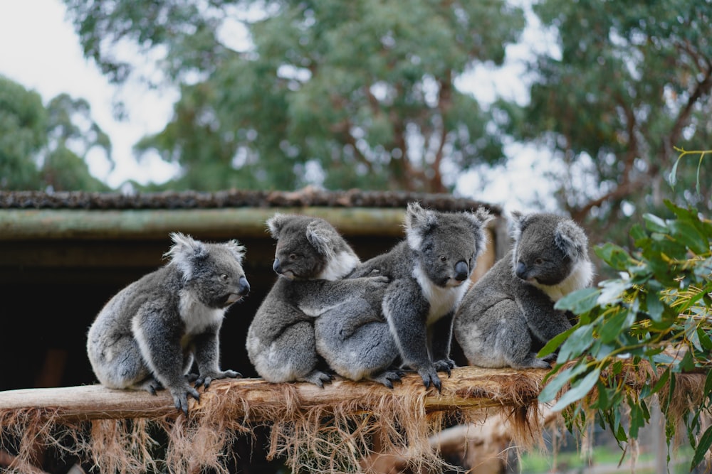 a group of koalas sitting on top of a tree stump