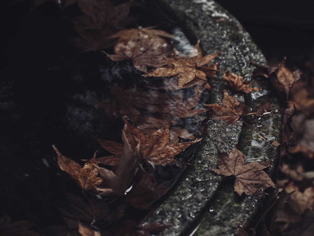 a close up of leaves on a tree trunk