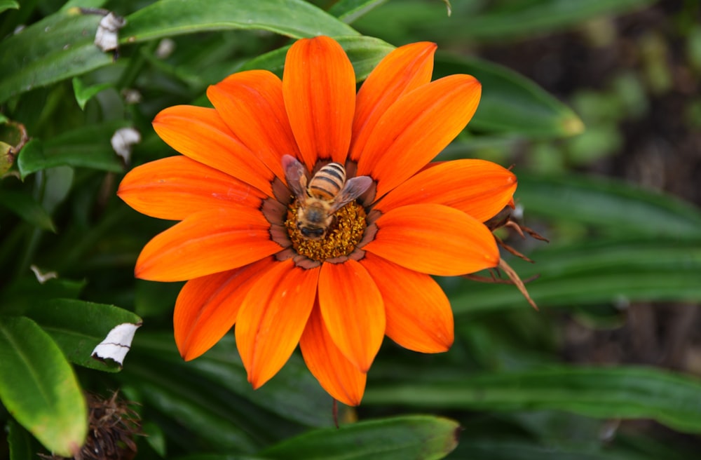 a close up of a flower with a bee on it