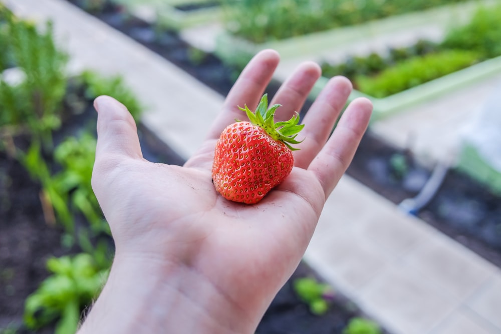 a person holding a strawberry in their hand