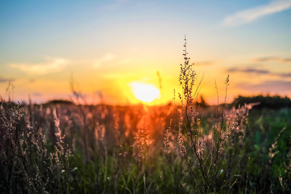 the sun is setting over a field of tall grass