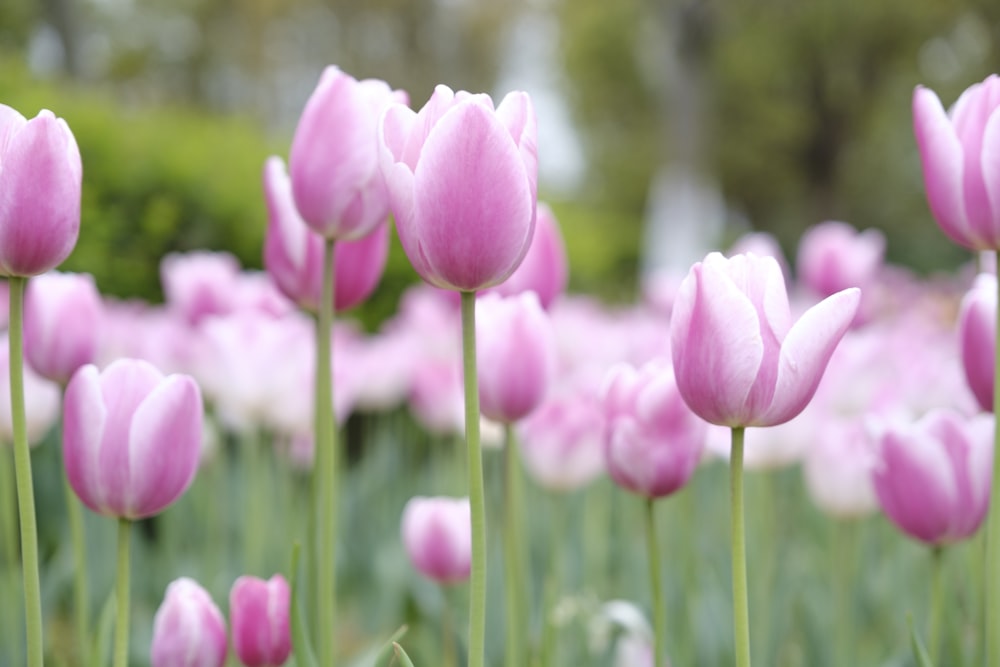a field of pink tulips in bloom with trees in the background