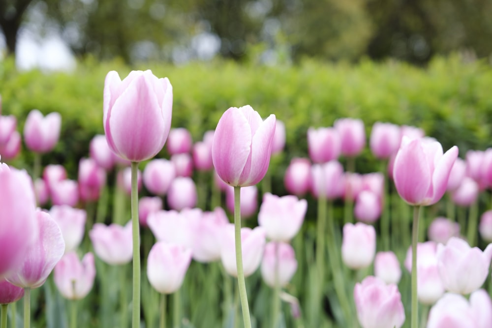 a field full of pink tulips in the middle of the day