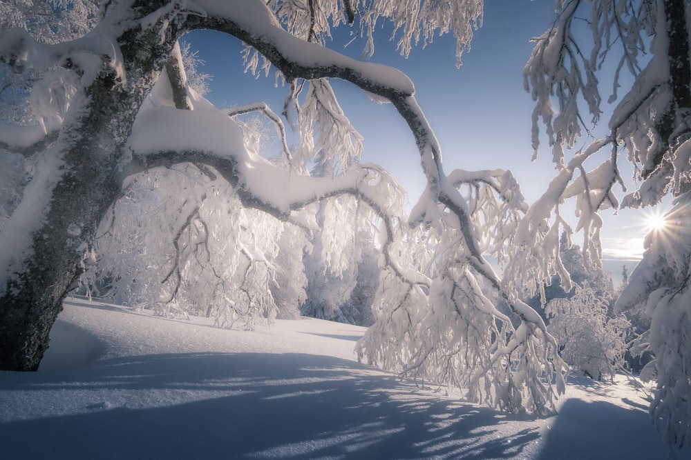 the sun shines through the snow covered trees