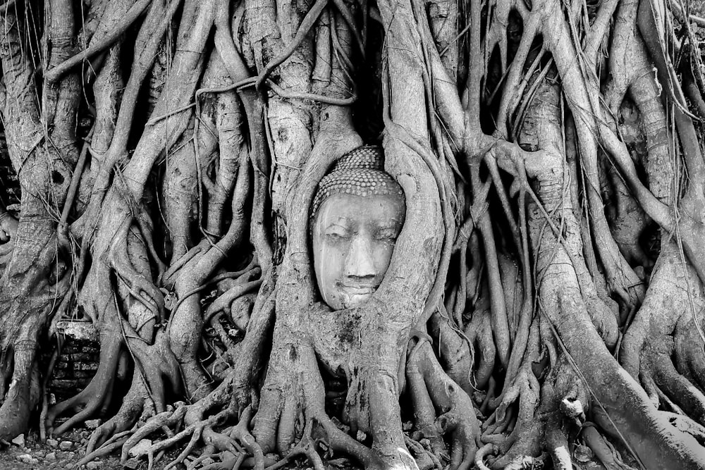 a buddha head in the roots of a tree