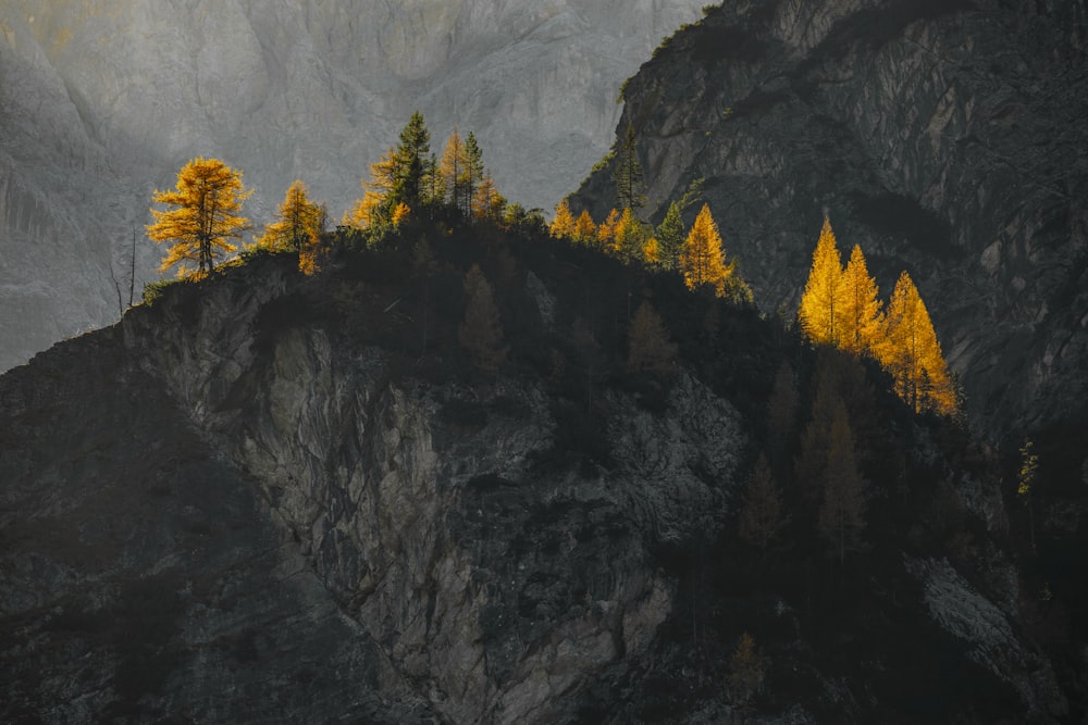 a group of trees sitting on top of a mountain