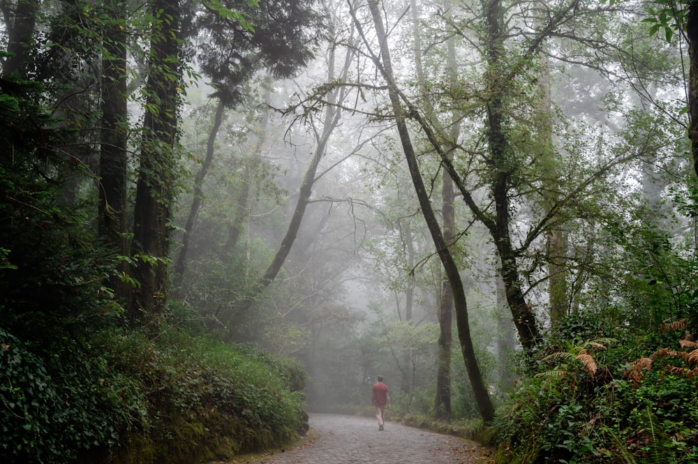 a person walking down a path in the middle of a forest