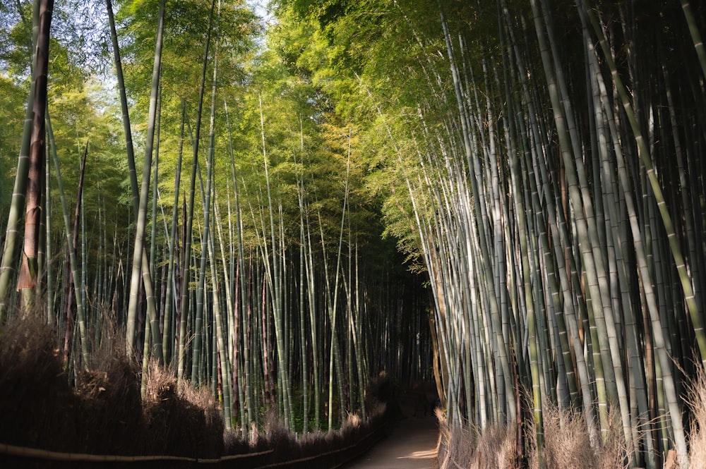 a narrow road surrounded by tall bamboo trees