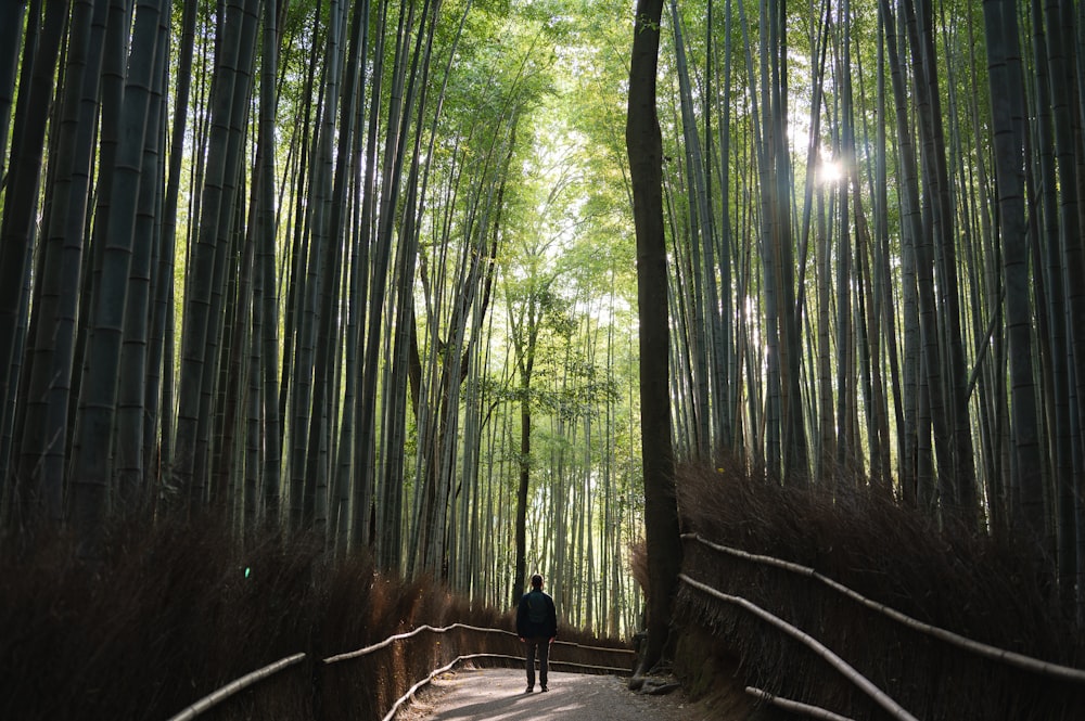 a person standing in the middle of a bamboo forest