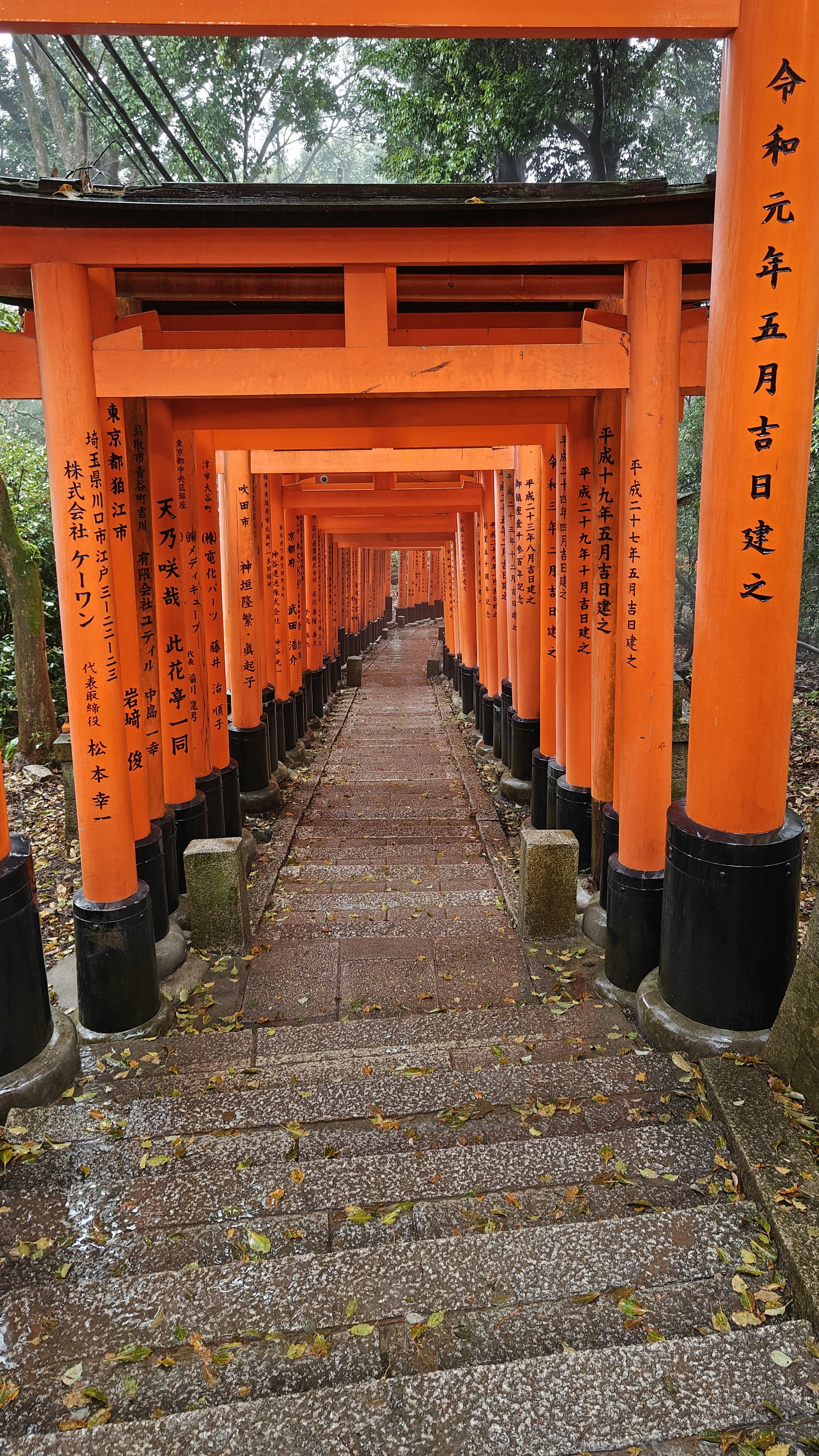 Ancient vermillion torii gates in misty forest, dim atmospheric Japanese woodland, low-key lighting deep shadows