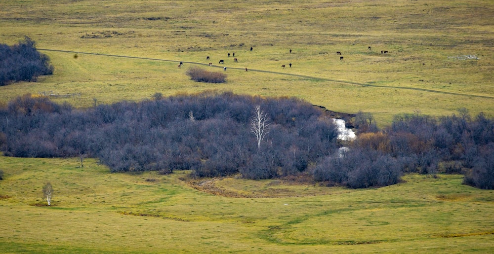 an aerial view of a grassy field with trees and cows