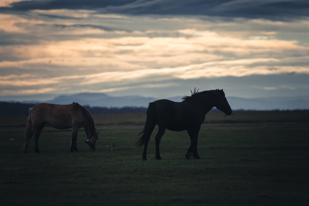 a couple of horses standing on top of a lush green field