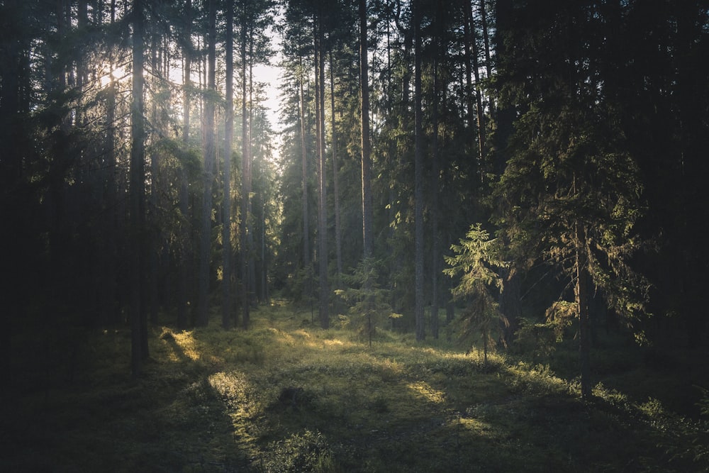 Il sole splende tra gli alberi della foresta