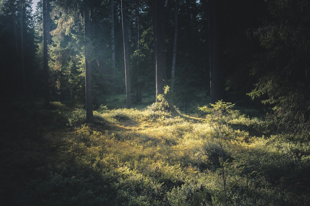 a forest filled with lots of tall trees