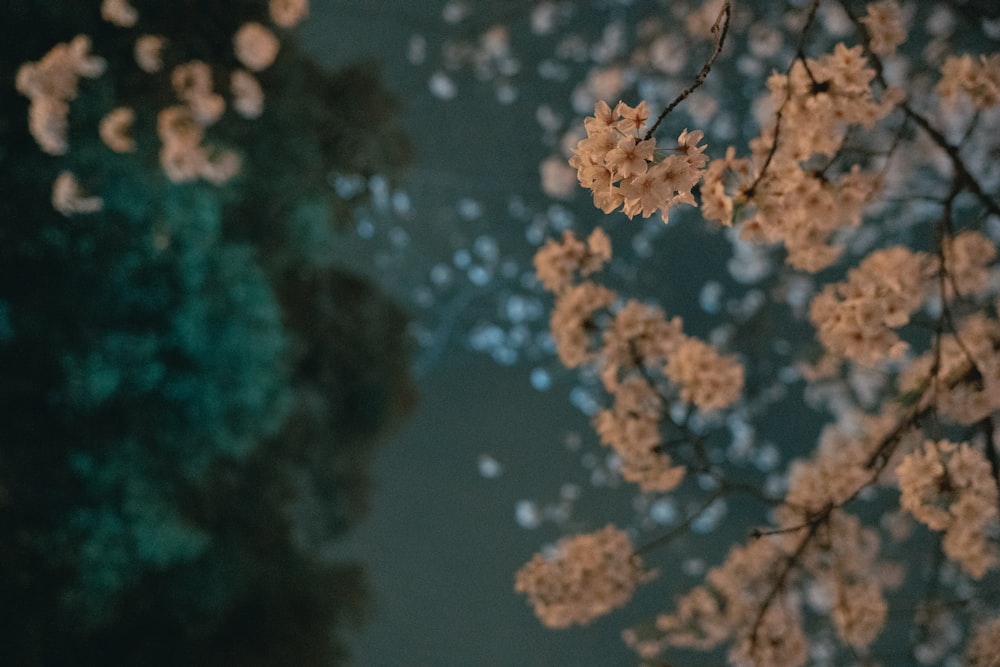 a close up of a tree with flowers near a body of water