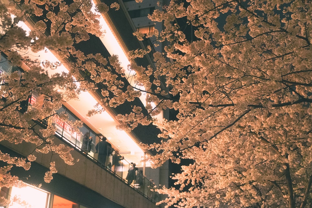 a tree with lots of flowers in front of a building