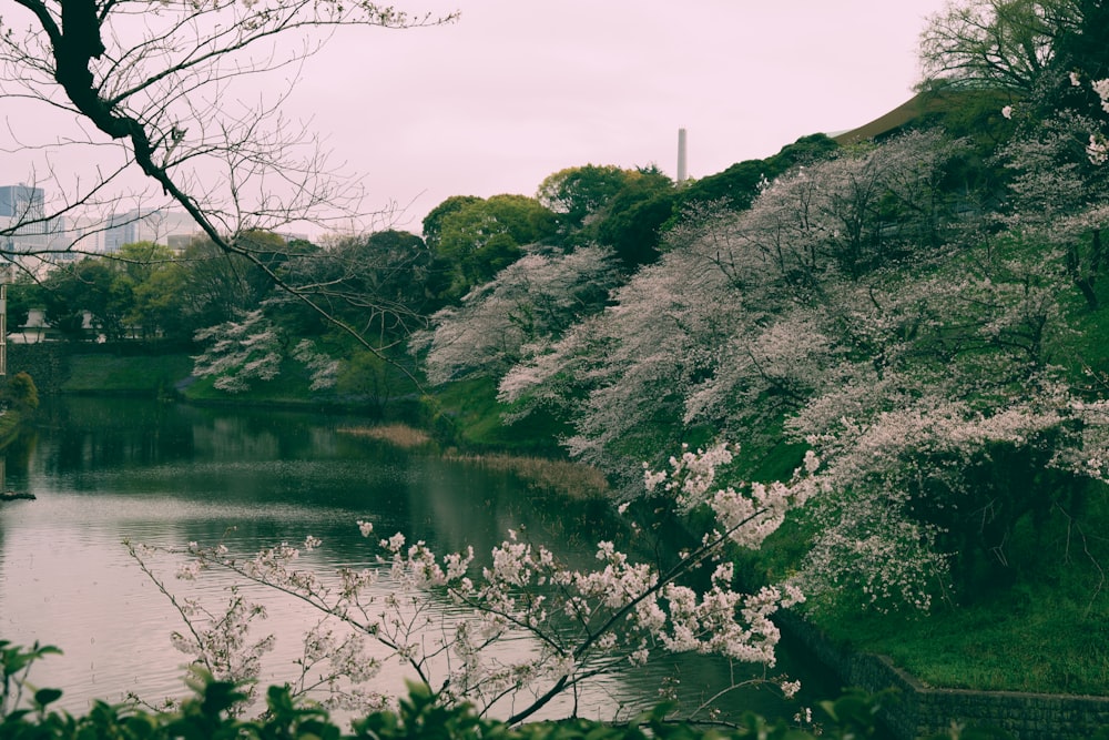 a body of water surrounded by trees with white flowers