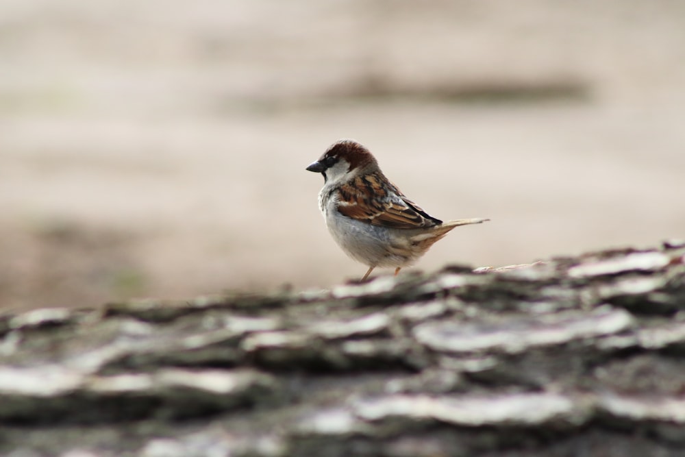 a small bird standing on top of a tree trunk