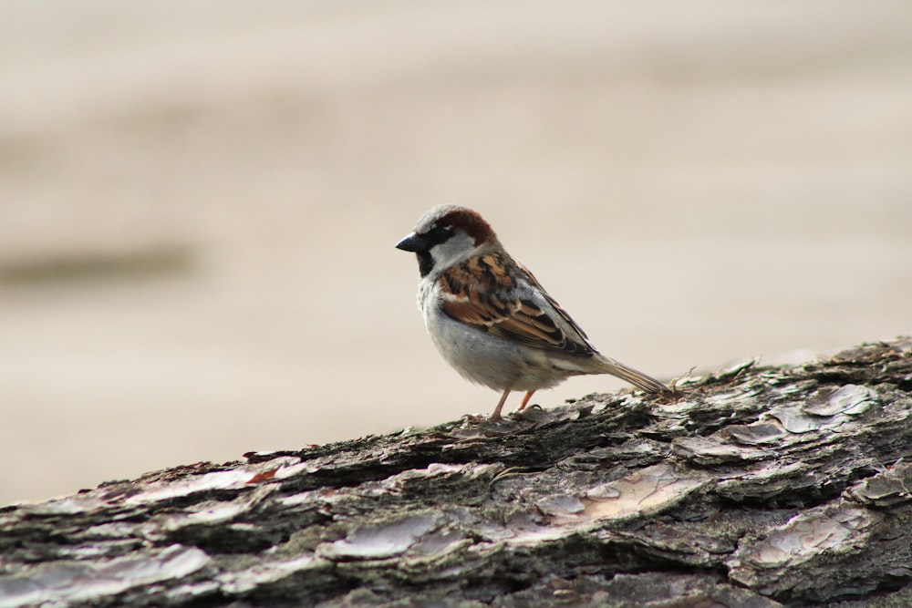 a small bird sitting on a tree branch