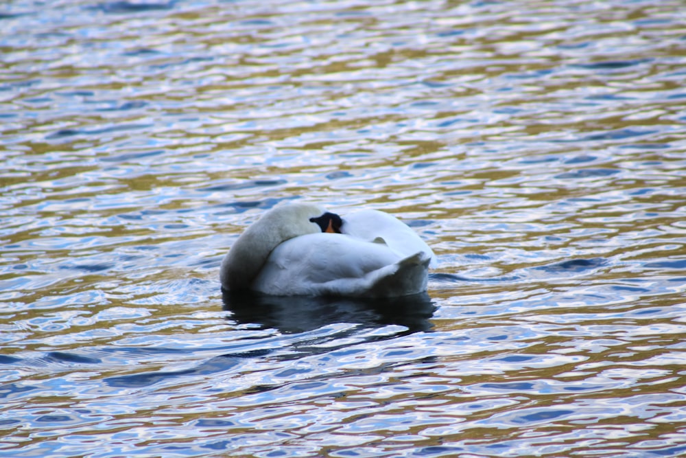 a white swan floating on top of a body of water