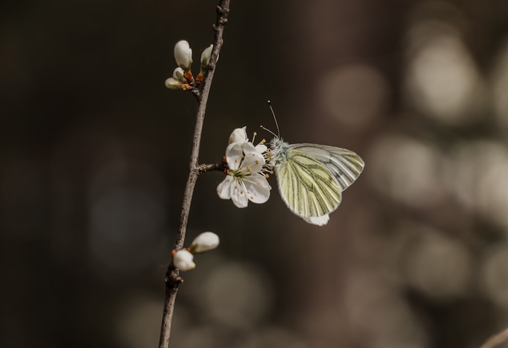 a white and yellow butterfly sitting on a flower