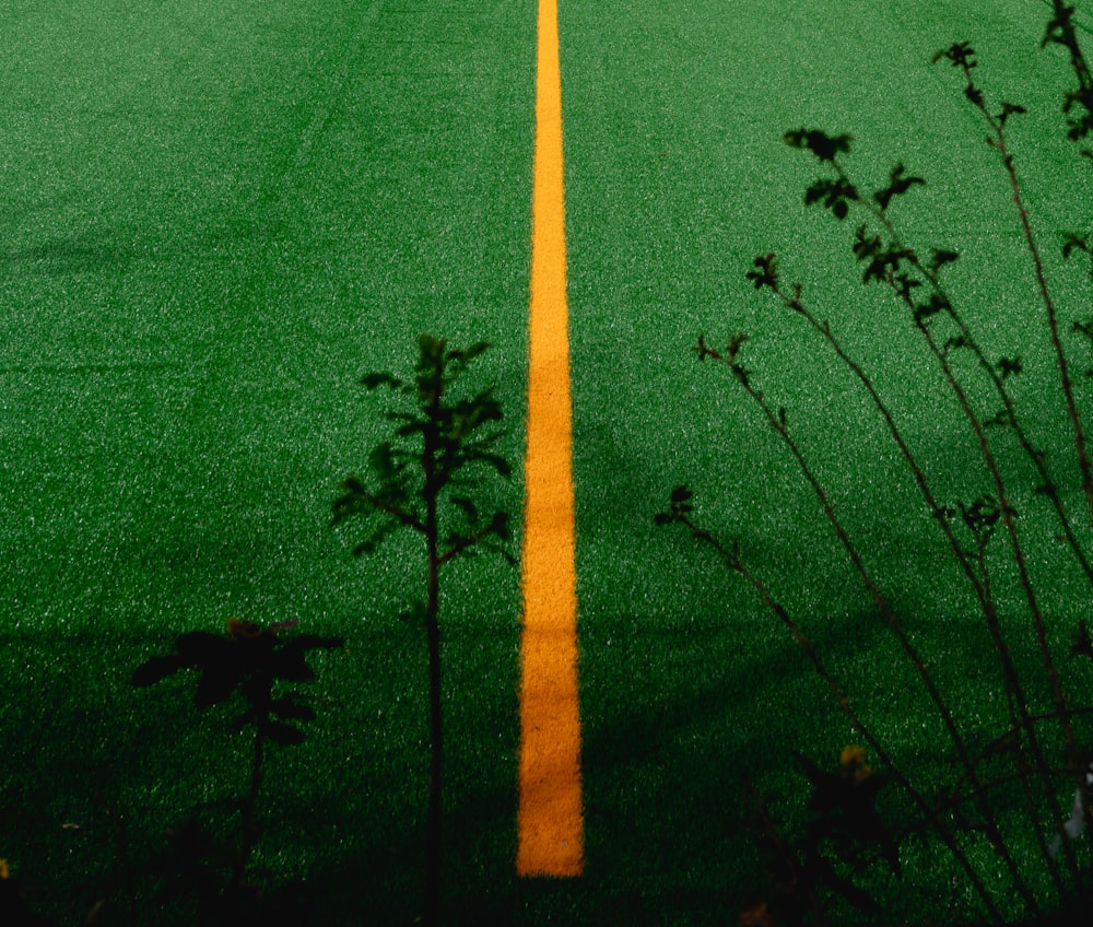 a yellow line on a green asphalt road