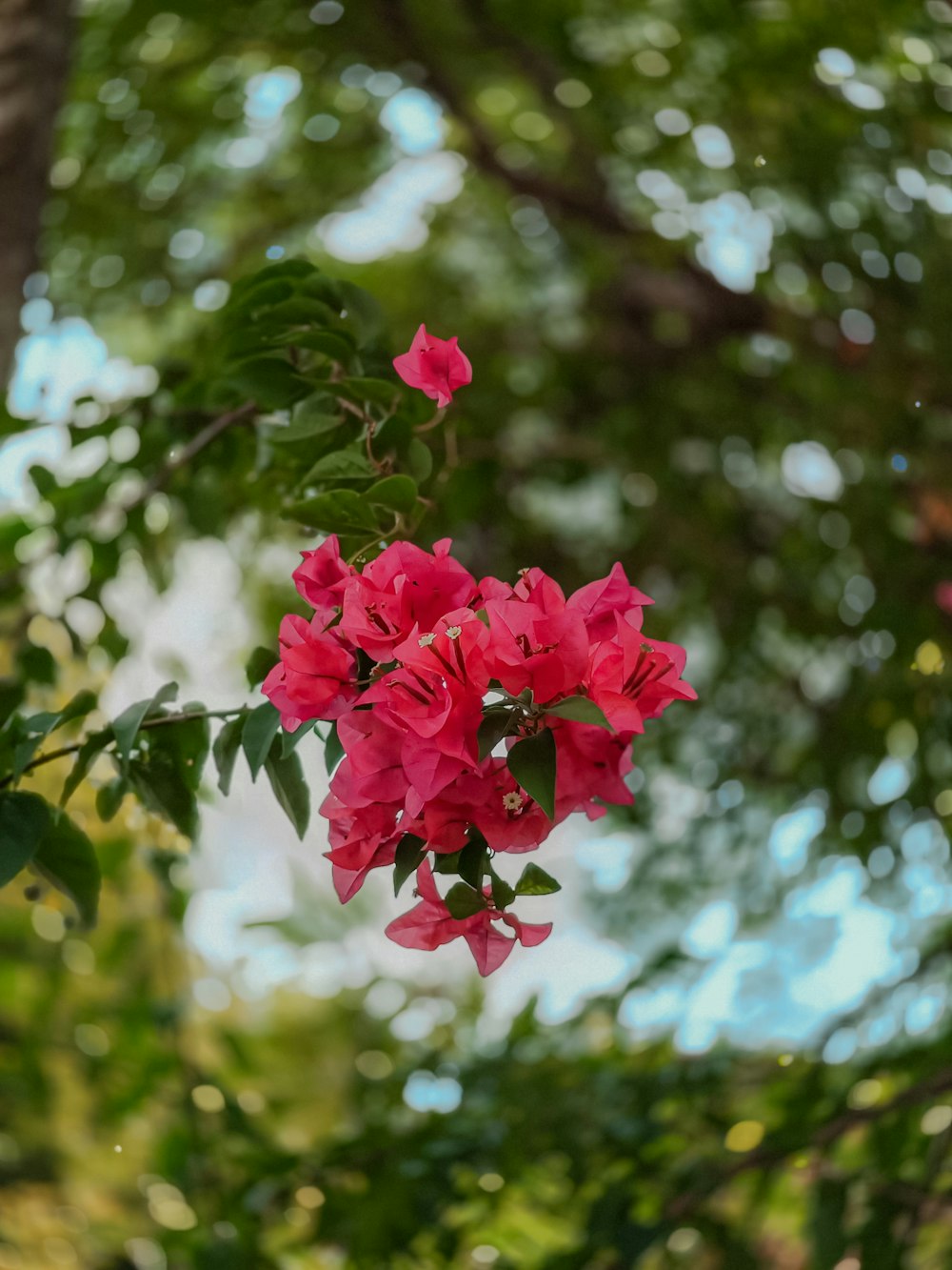 a bunch of red flowers hanging from a tree