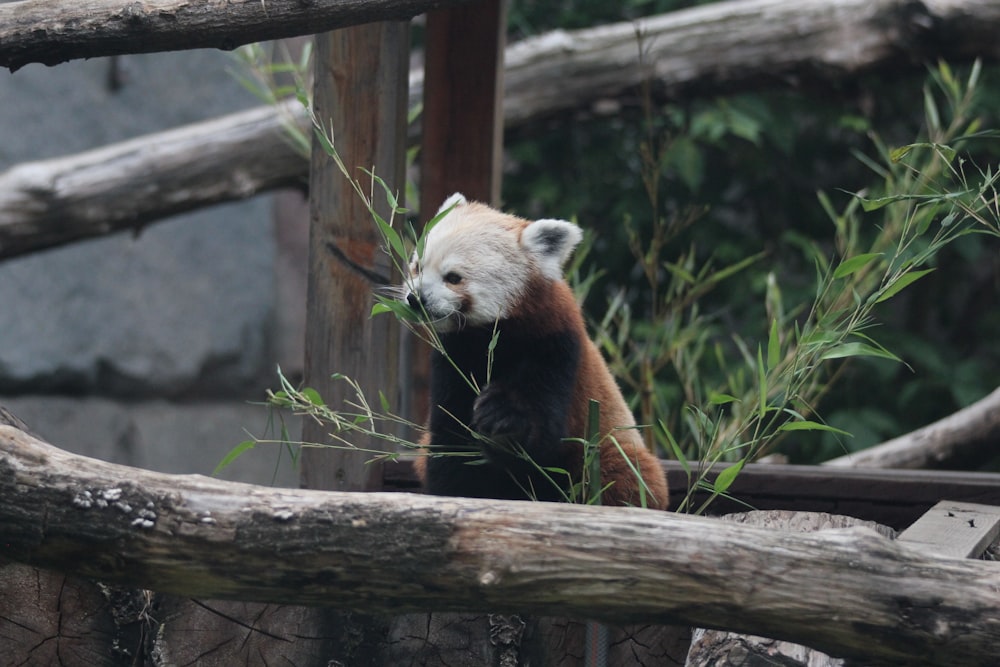 a panda eating bamboo in a zoo enclosure