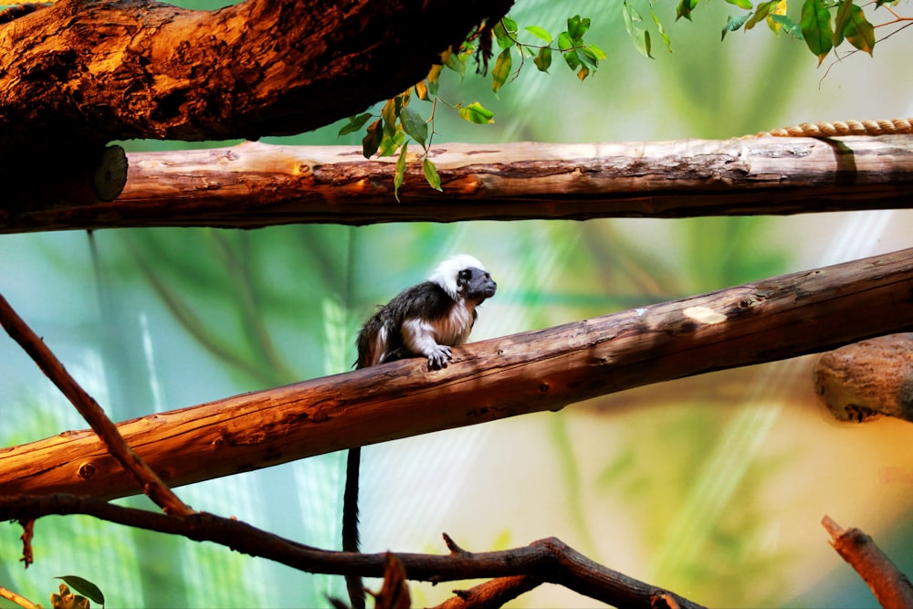 a monkey sitting on a branch in a tree