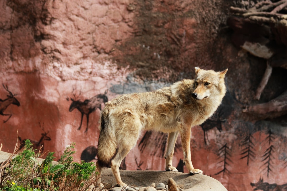a wolf standing on a rock in front of a rock wall