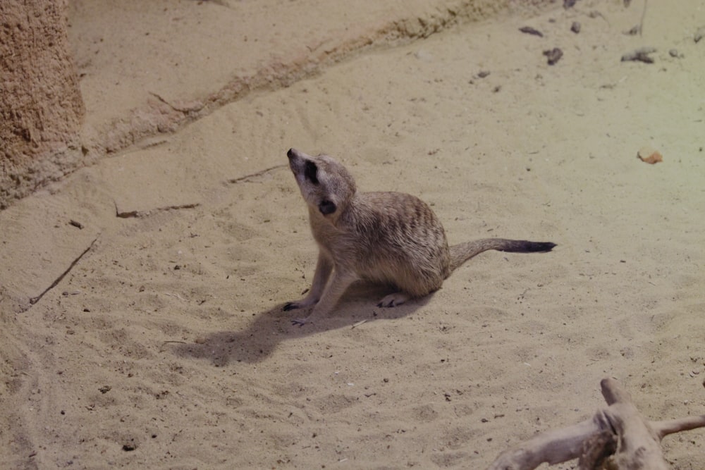 a baby meerkat is sitting in the sand