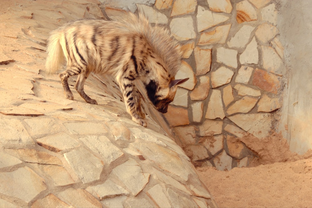 a striped cat climbing up the side of a stone wall
