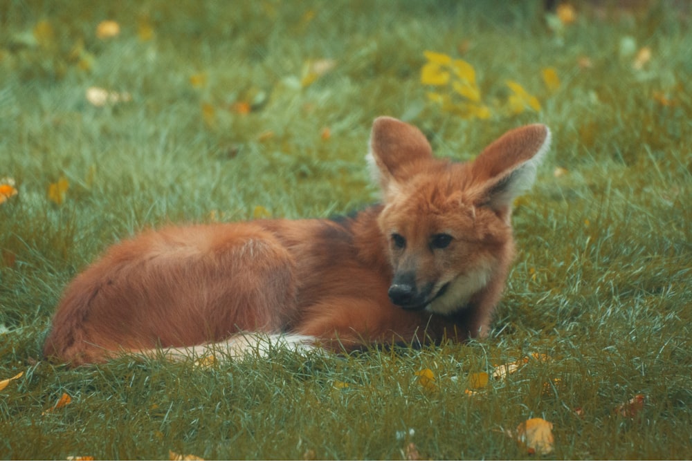 a dog laying in the grass with its head on the ground