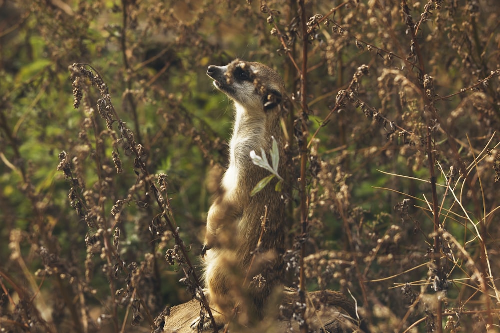 a meerkat standing on its hind legs in a field