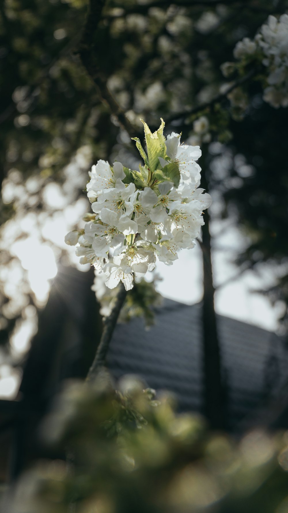 a close up of a white flower on a tree