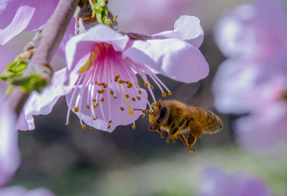 uma abelha está voando em direção a uma flor rosa