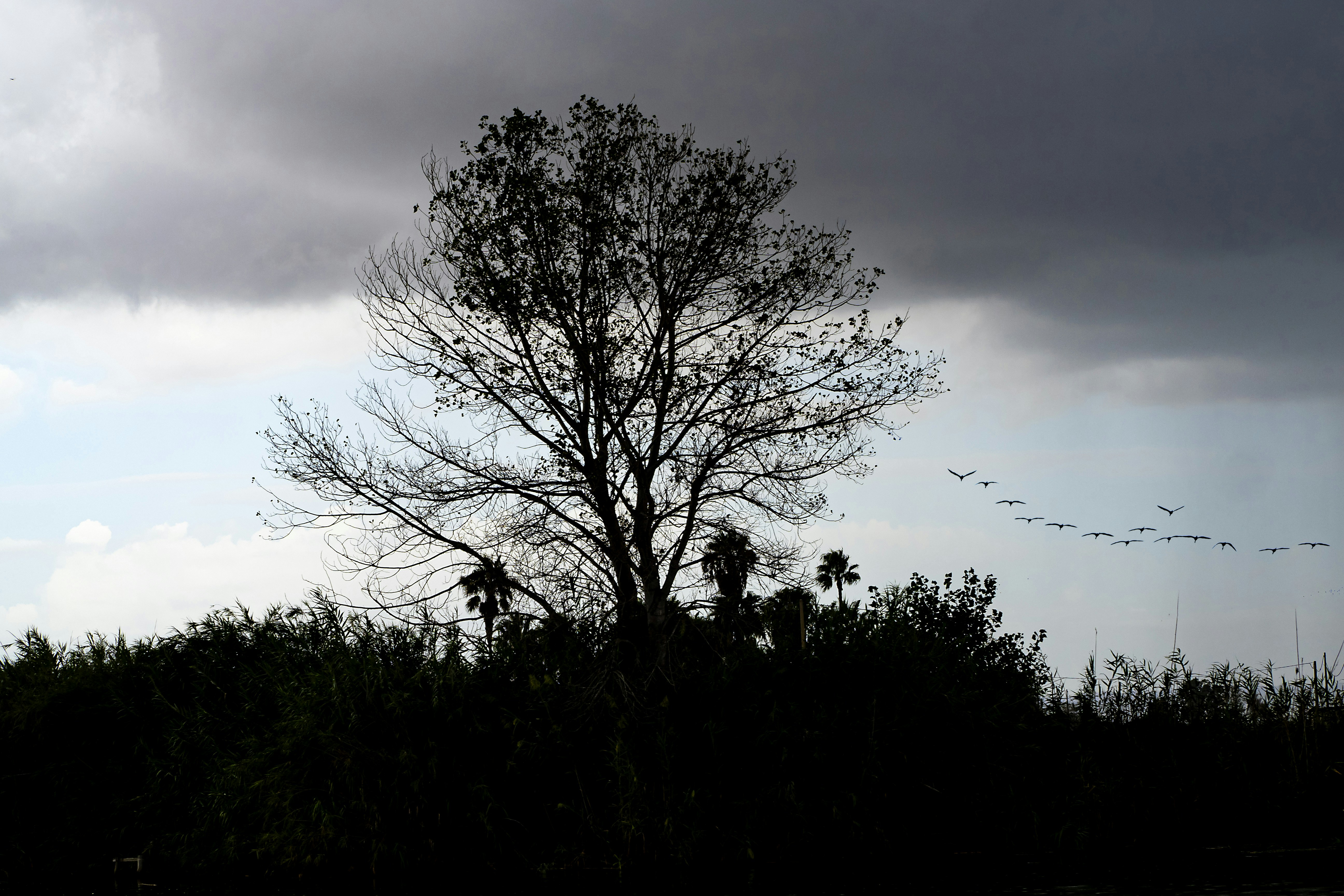 a tree with birds flying in the sky