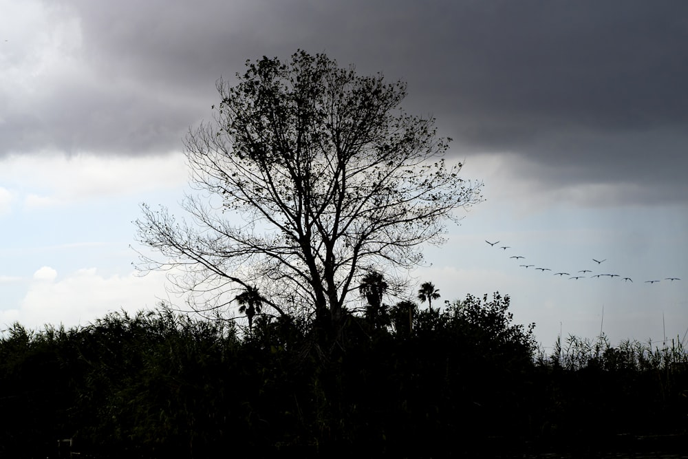 a tree with birds flying in the sky