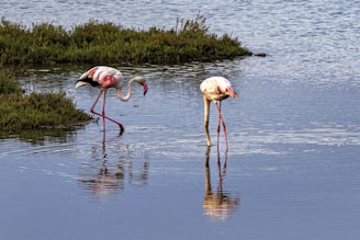 two flamingos are standing in the water