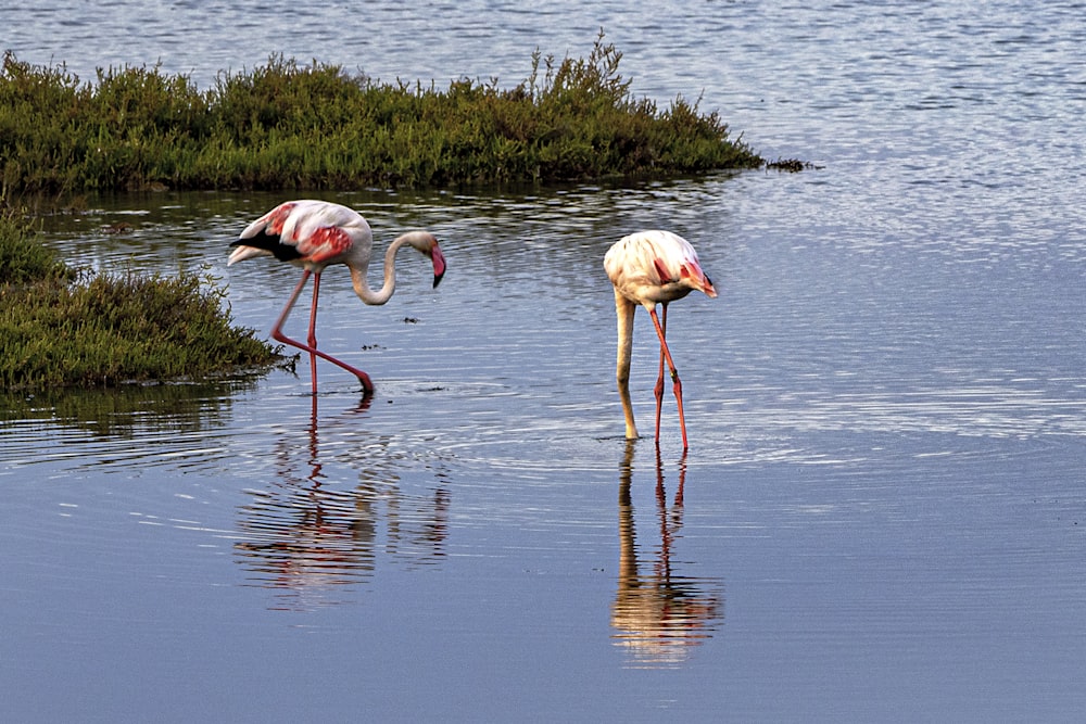 two flamingos are standing in the water