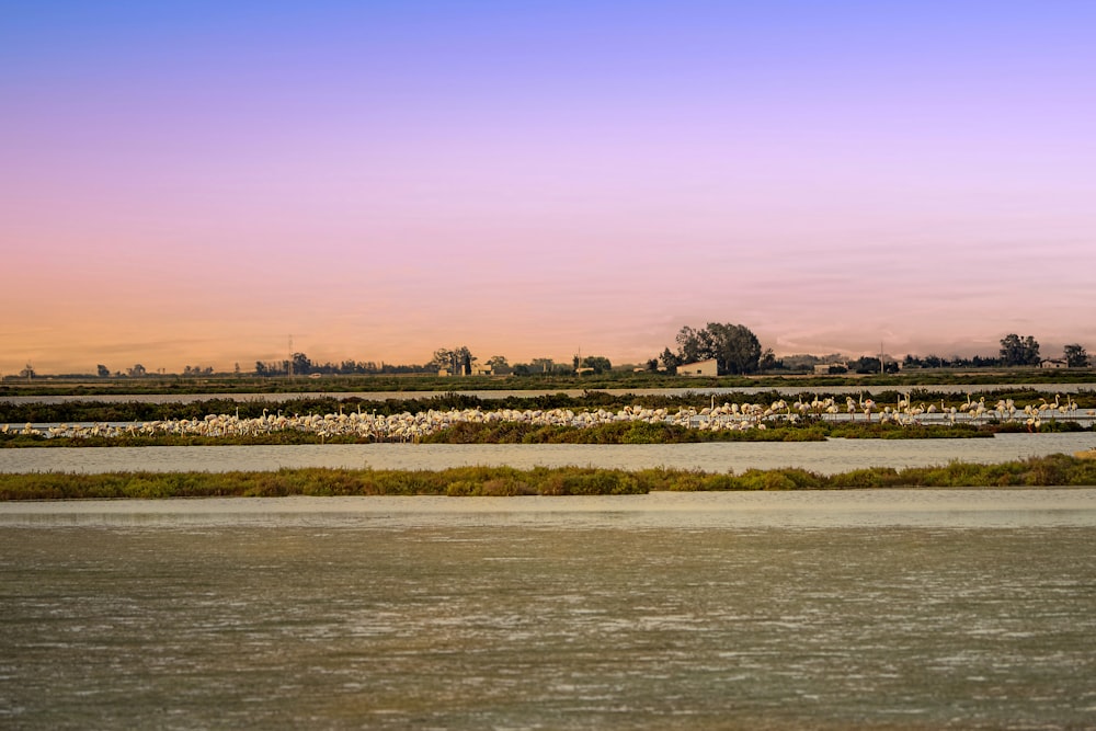 a flock of birds sitting on top of a lush green field