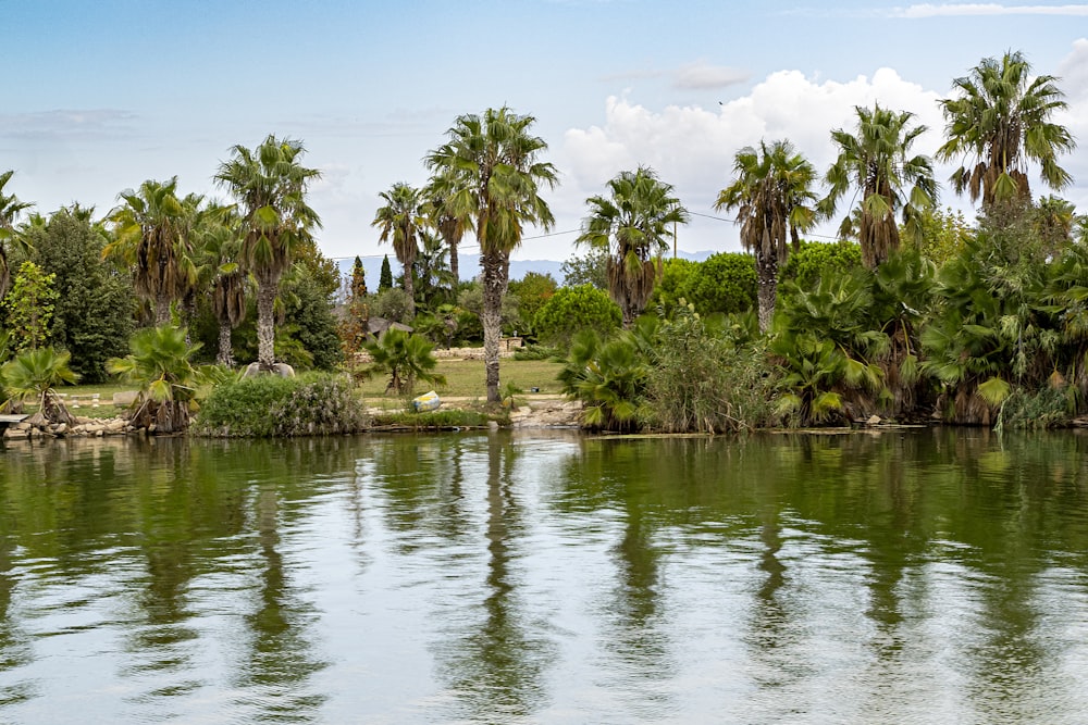 a body of water surrounded by palm trees