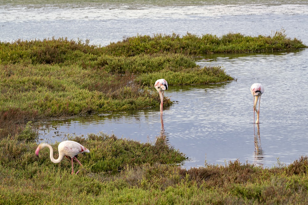 a group of flamingos standing in the water