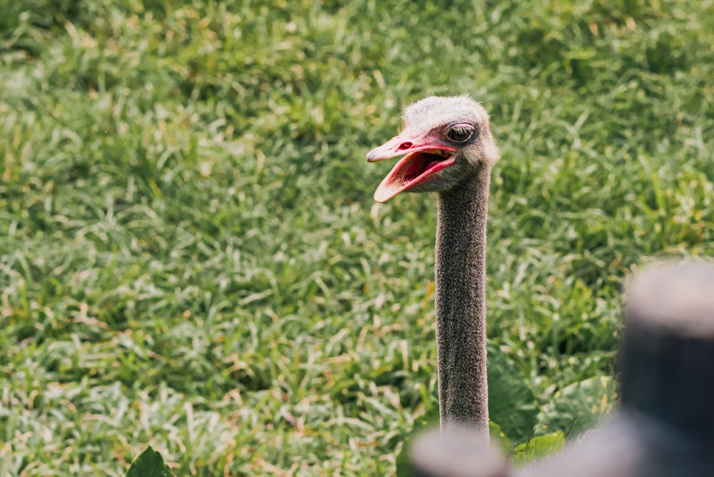 an ostrich with its mouth open standing in the grass