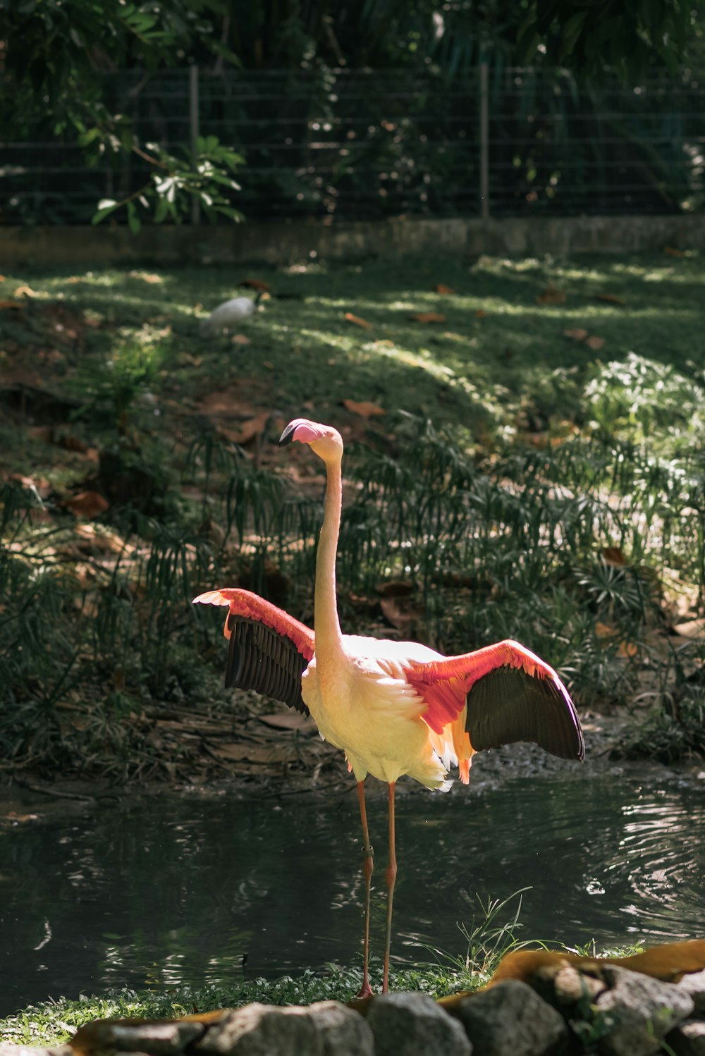 a flamingo standing in the water with its wings spread