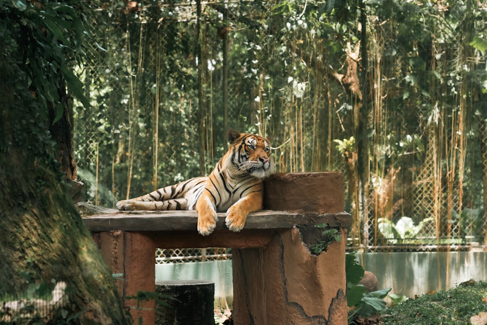a tiger laying on top of a wooden bench