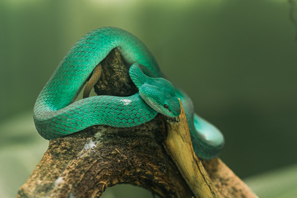 a green snake sitting on top of a tree branch