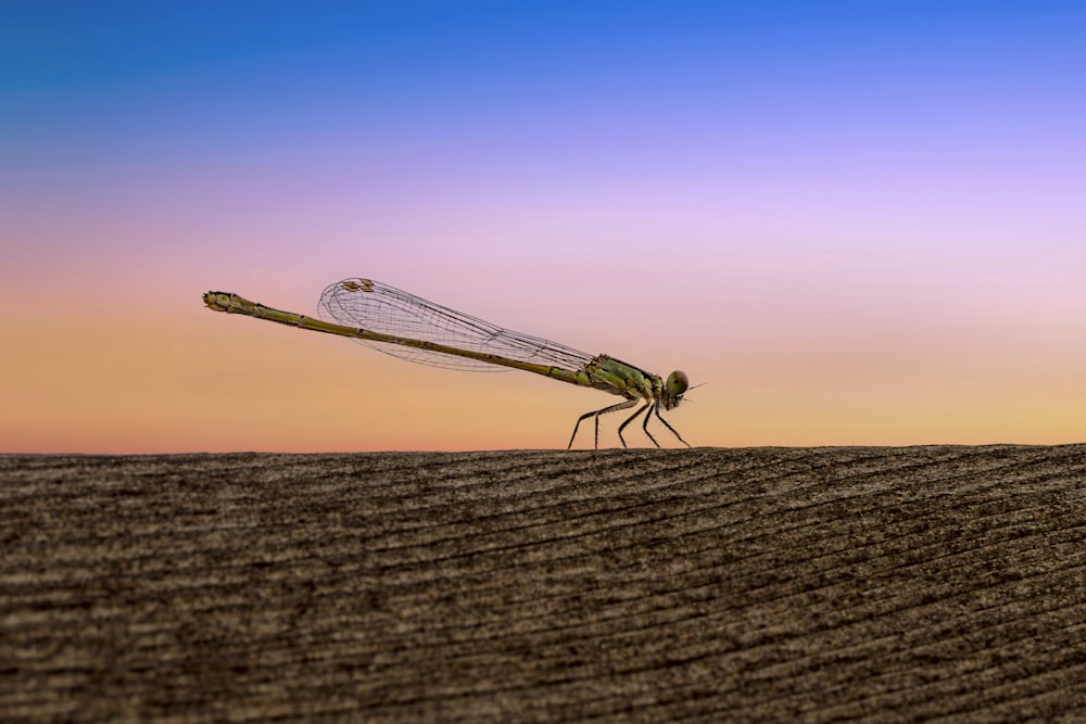 a dragon flys through the air over a desert